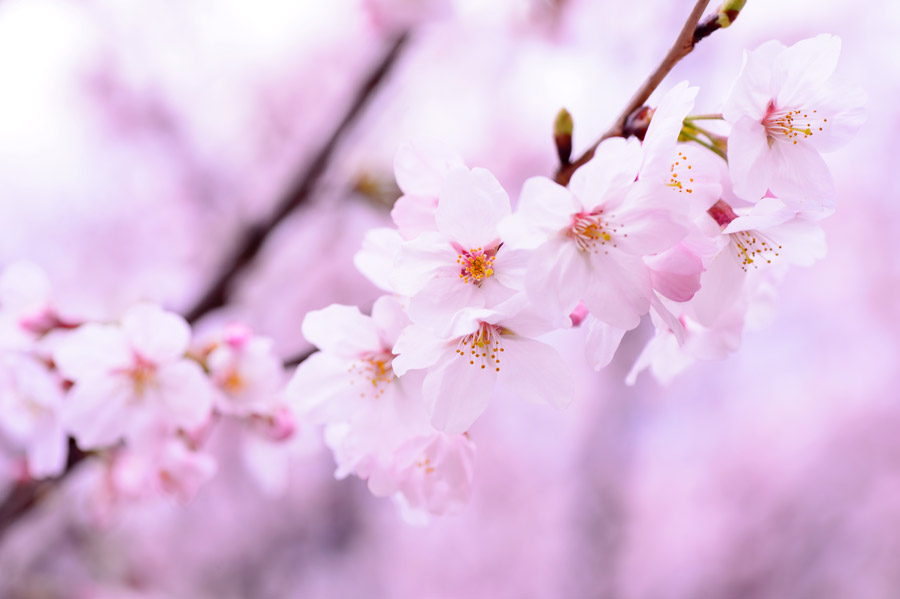 桜の季節にリグヴェーダからエクラへ